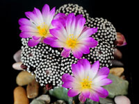 Mammillaria luethyi